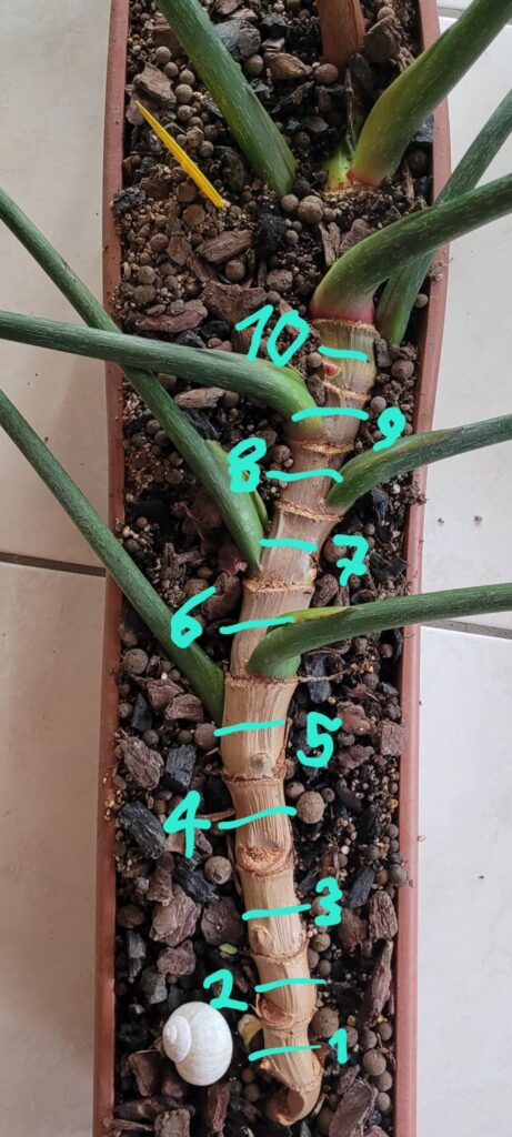 I want to propagate my Philodendron gloriosum. Where would you cut? Can I cut it at every mark, or would you only every second, or ..?