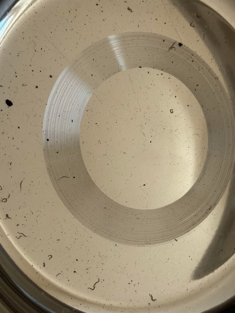 Found worms while bottom watering