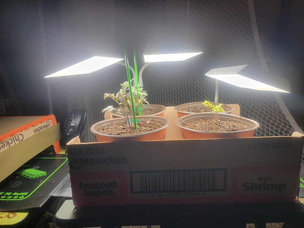 Tomatoes and Peppers