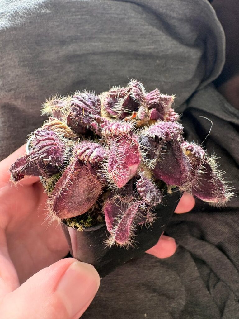 Watering system didnt work for my cephalotus