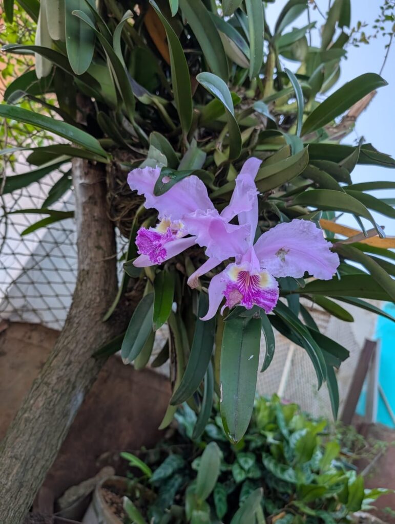 Cattleya id