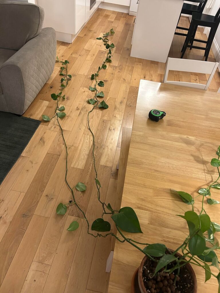 Help with pothos, please!