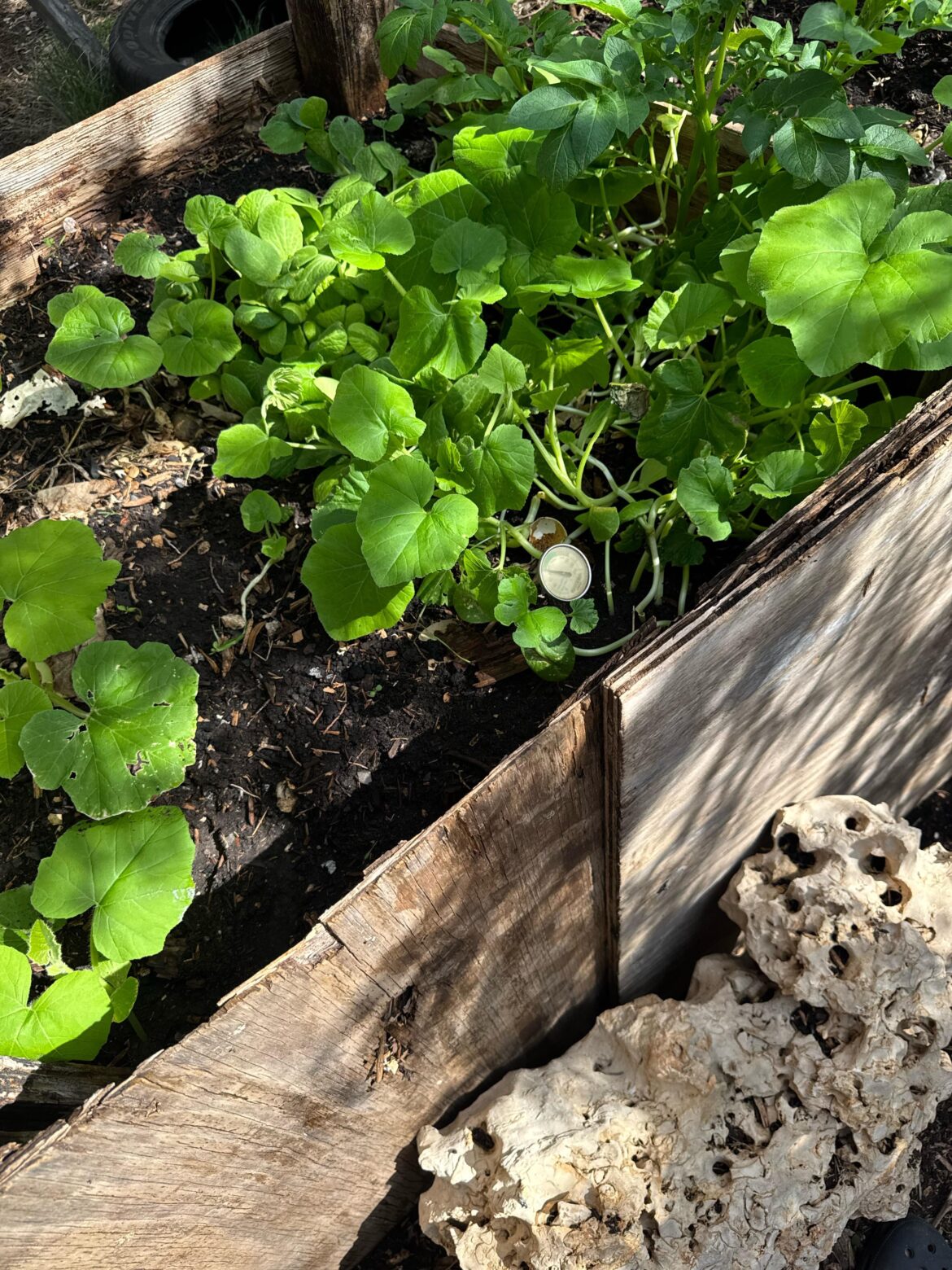Transplant or keep growing?