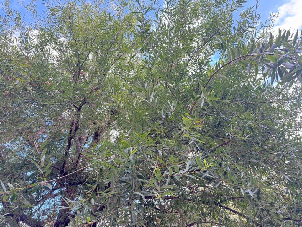 Anyone know what this tree is? Melbourne, AU