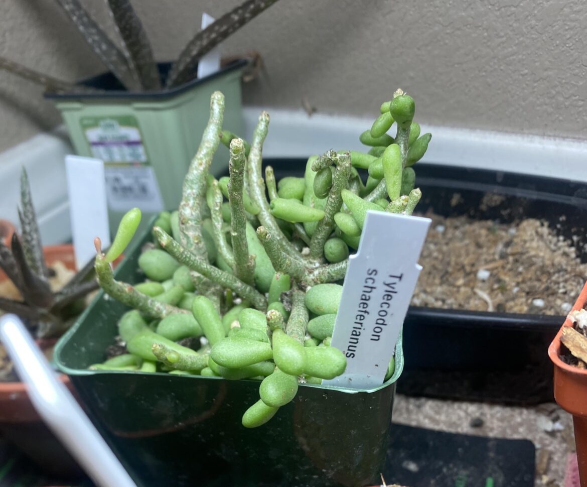 Tylecodon schaeferianus arrived today like this from mountain crest