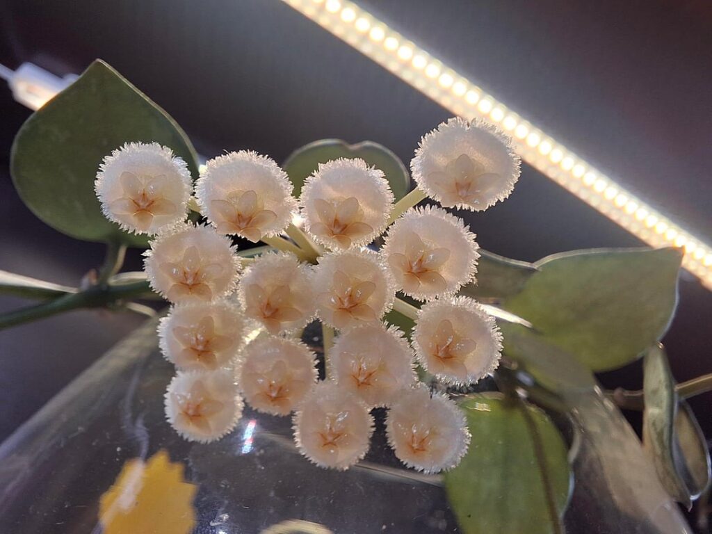 First hoya bloom - super silver :)