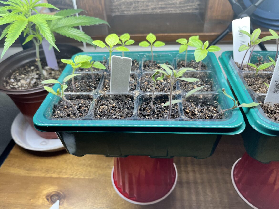 Tomato seedlings falling