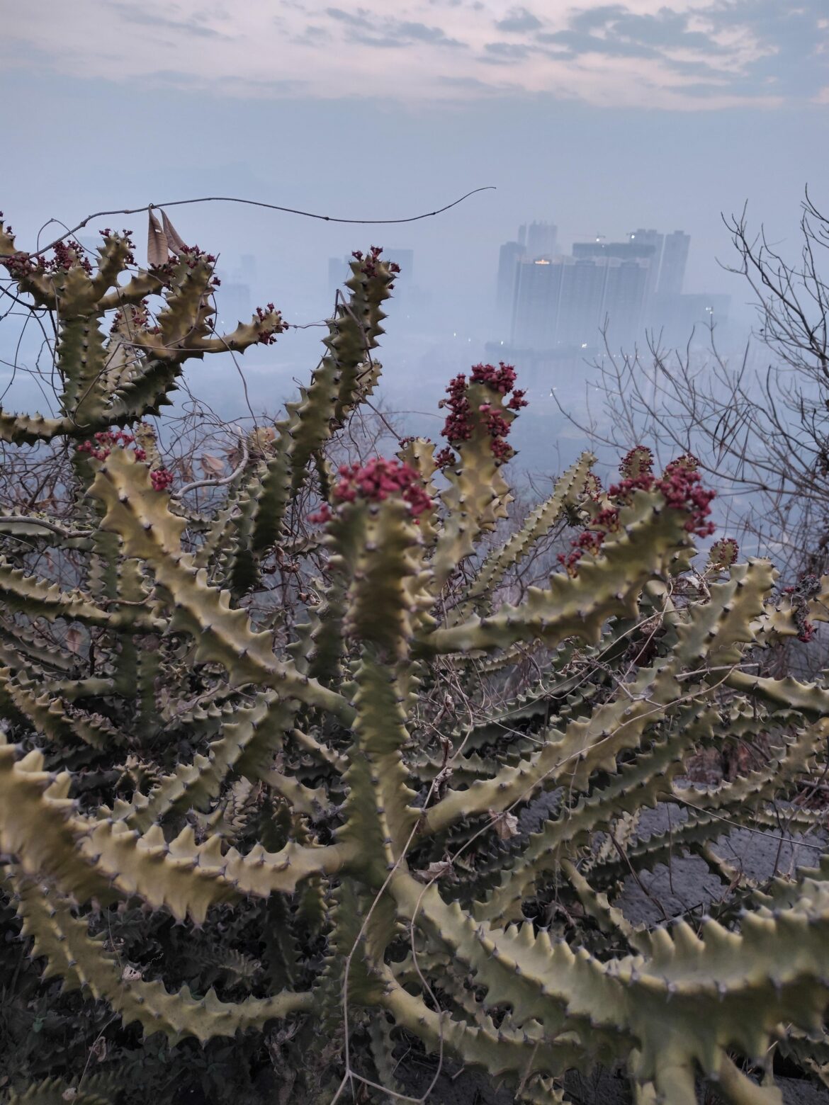Found this on a hike should I eat this or nah