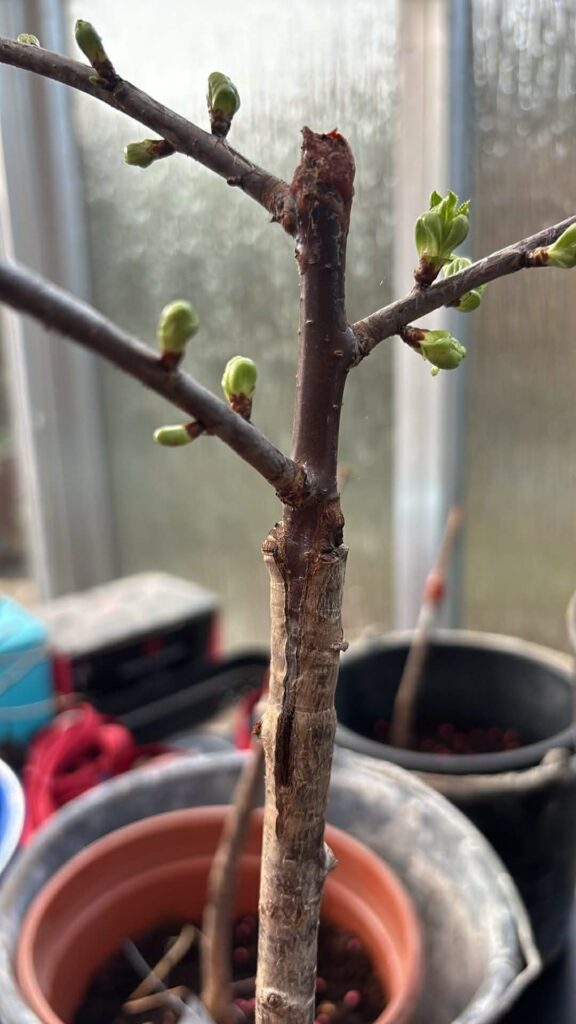 Sour cherry grafting techniques (1 y old)