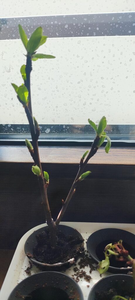 Rose and Plum cuttings - how to proceed