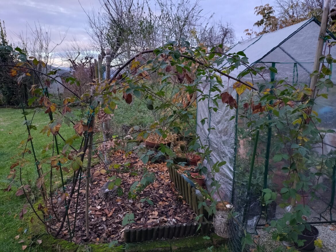 Blackberry plant, where should I cut it?