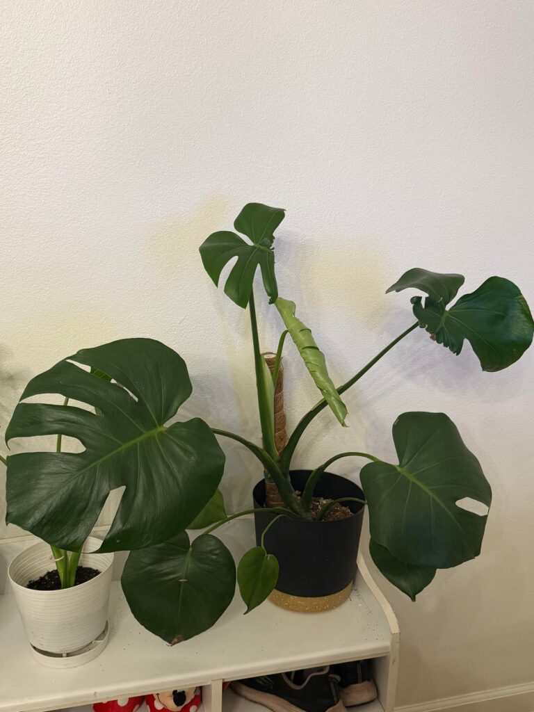 Not all of them, but these are all my current new leaves coming out 🥰 it’s one of the best plant parent feelings ever, I’m so proud of my babies! Even the messed up one with no leaf 😂 just found that too funny after I was upset for a moment 😂 Not all of them, but these are all my current new leaves coming out 🥰 it's one of the best plant parent feelings ever, I'm so proud of my babies! Even the messed up one with no leaf 😂 just found that too funny after I was upset for a moment 😂