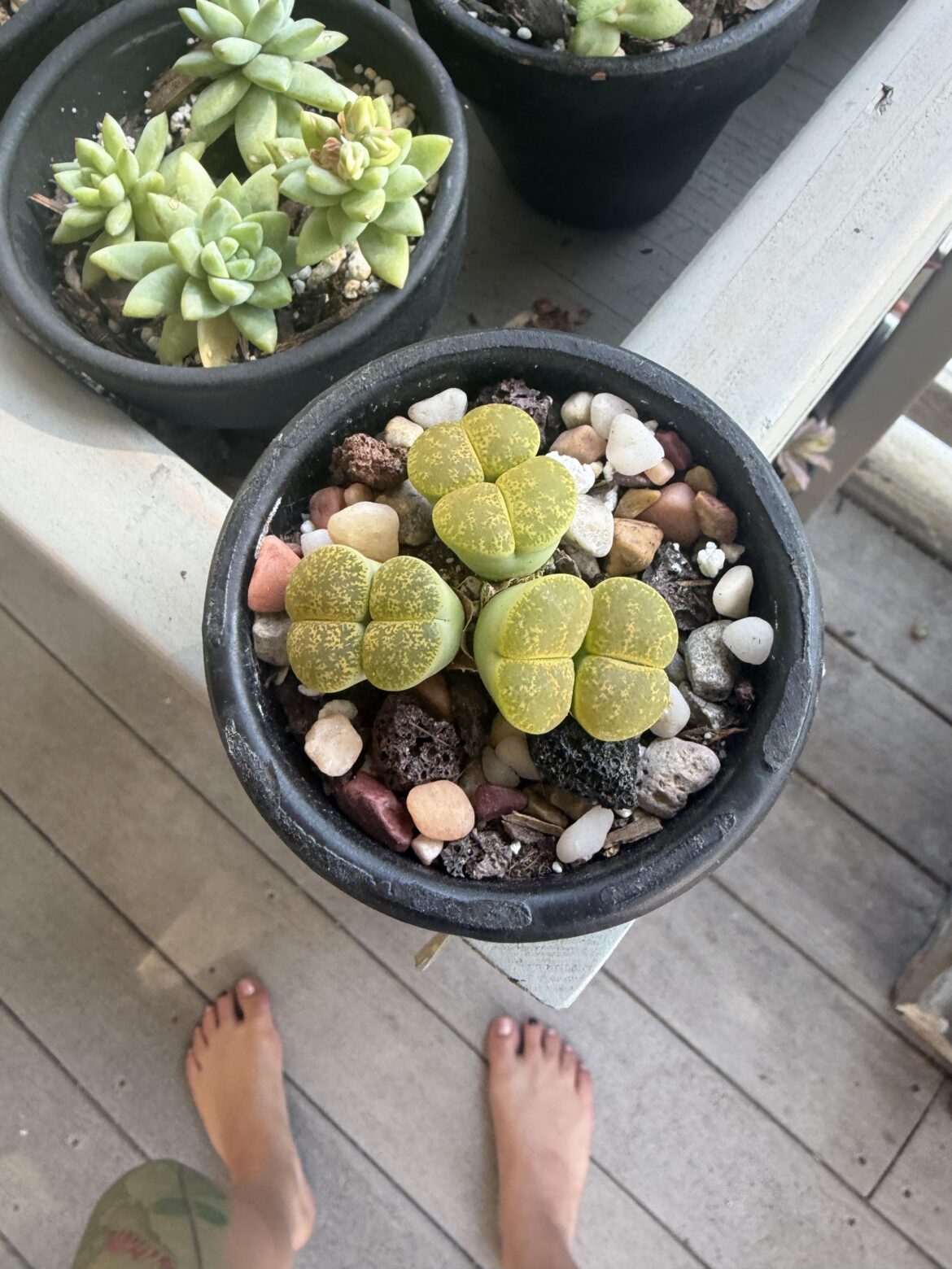Do I water?