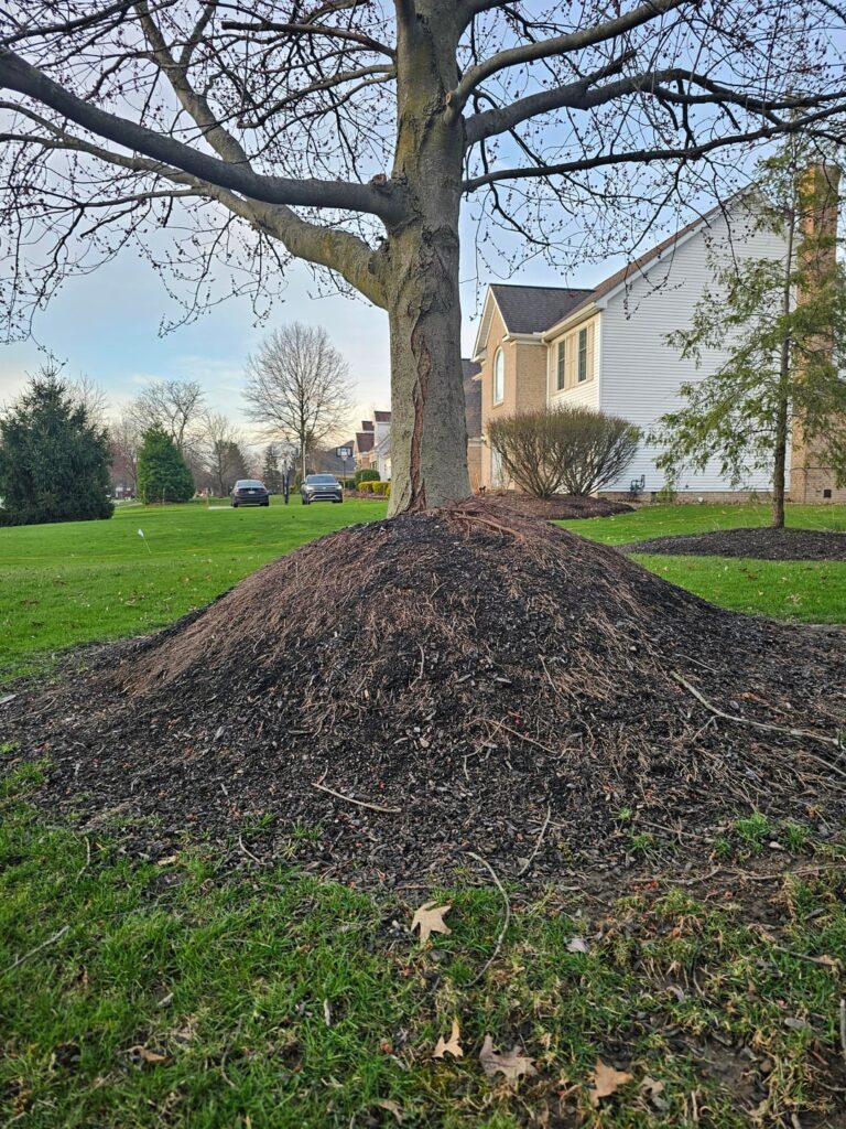 Maple Red root ball Maple Red root ball