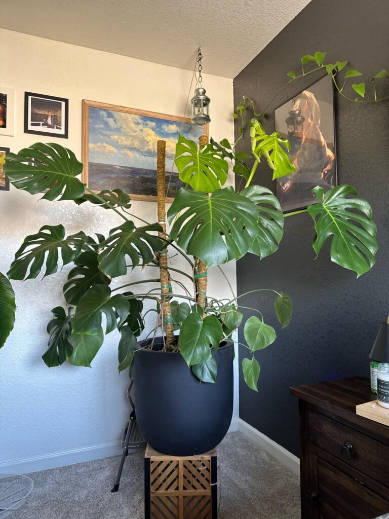 Is my monstera okay wrapping around moss pole?