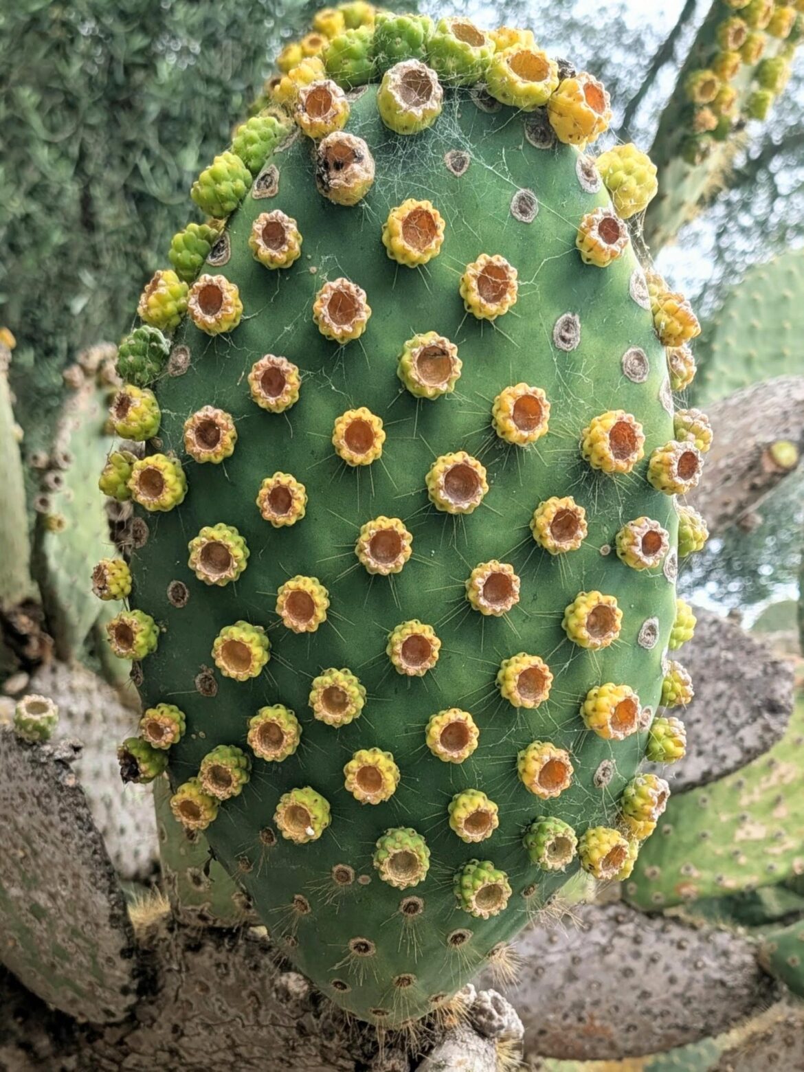 Opuntia from The Galápagos
