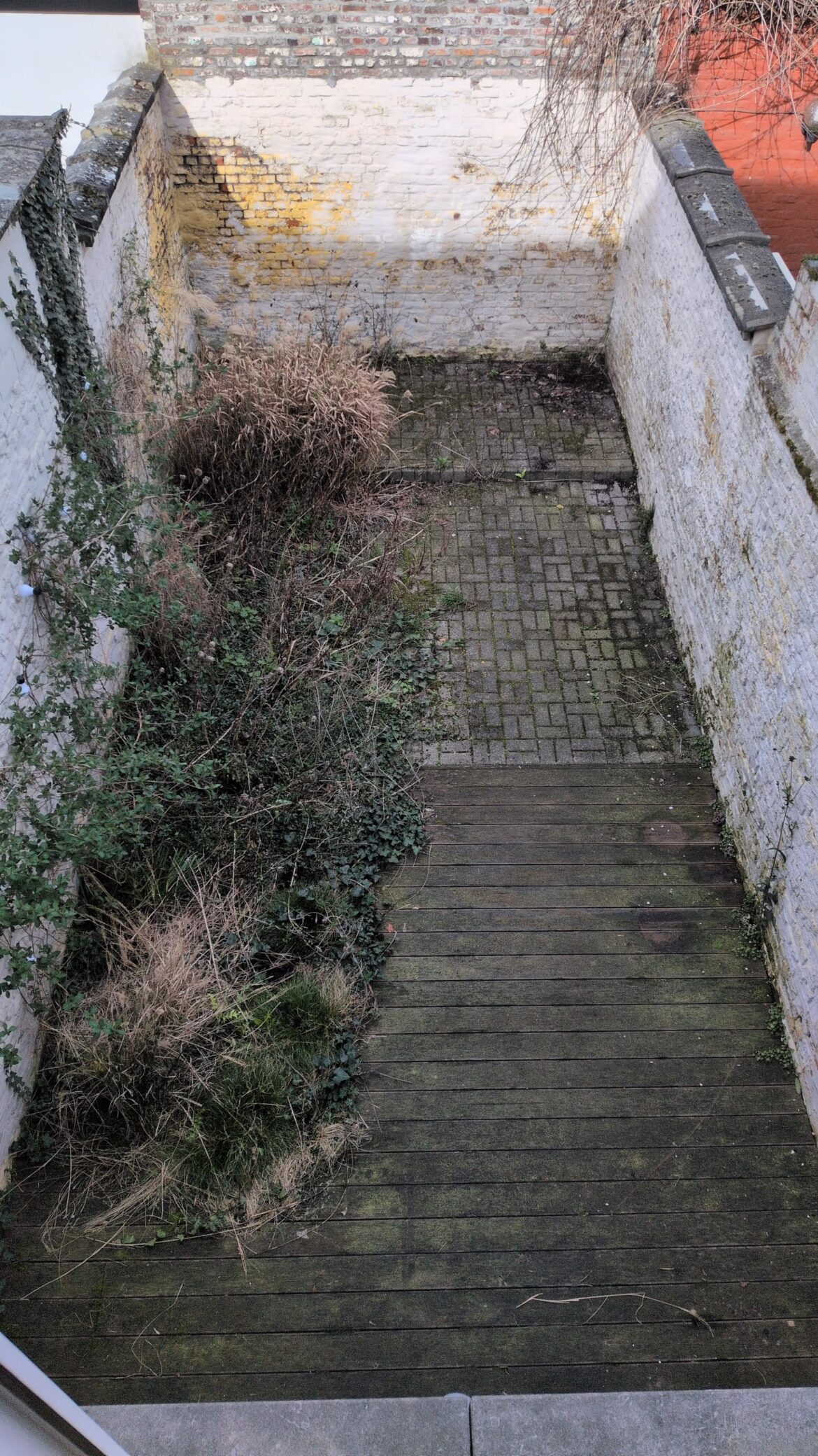 From empty shady yard to cozy urban garden oasis – layout and plant advice needed! π± From empty shady yard to cozy urban garden oasis - layout and plant advice needed! π±