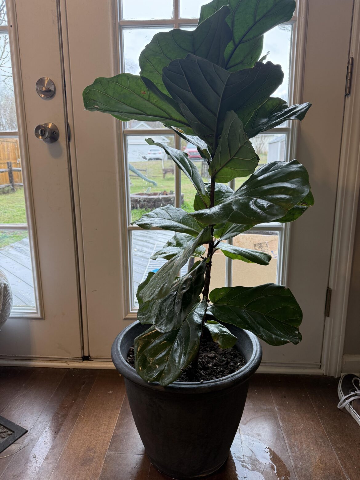 Meet Frida. Are her bottom leafs struggling?