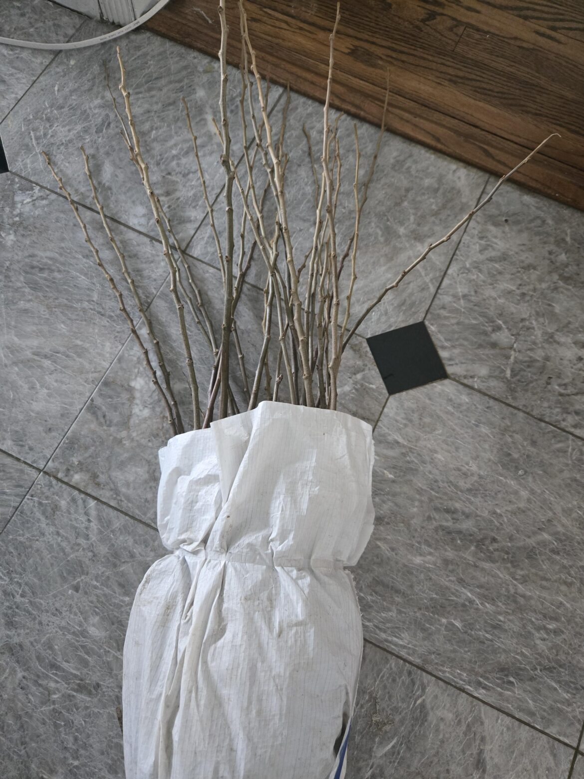 How to keep these trees alive for another week?