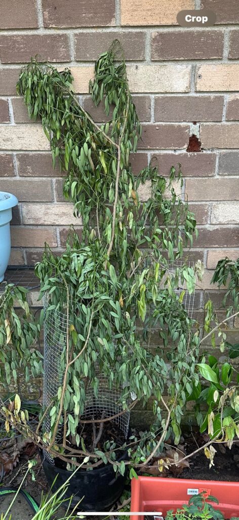 Help Identify