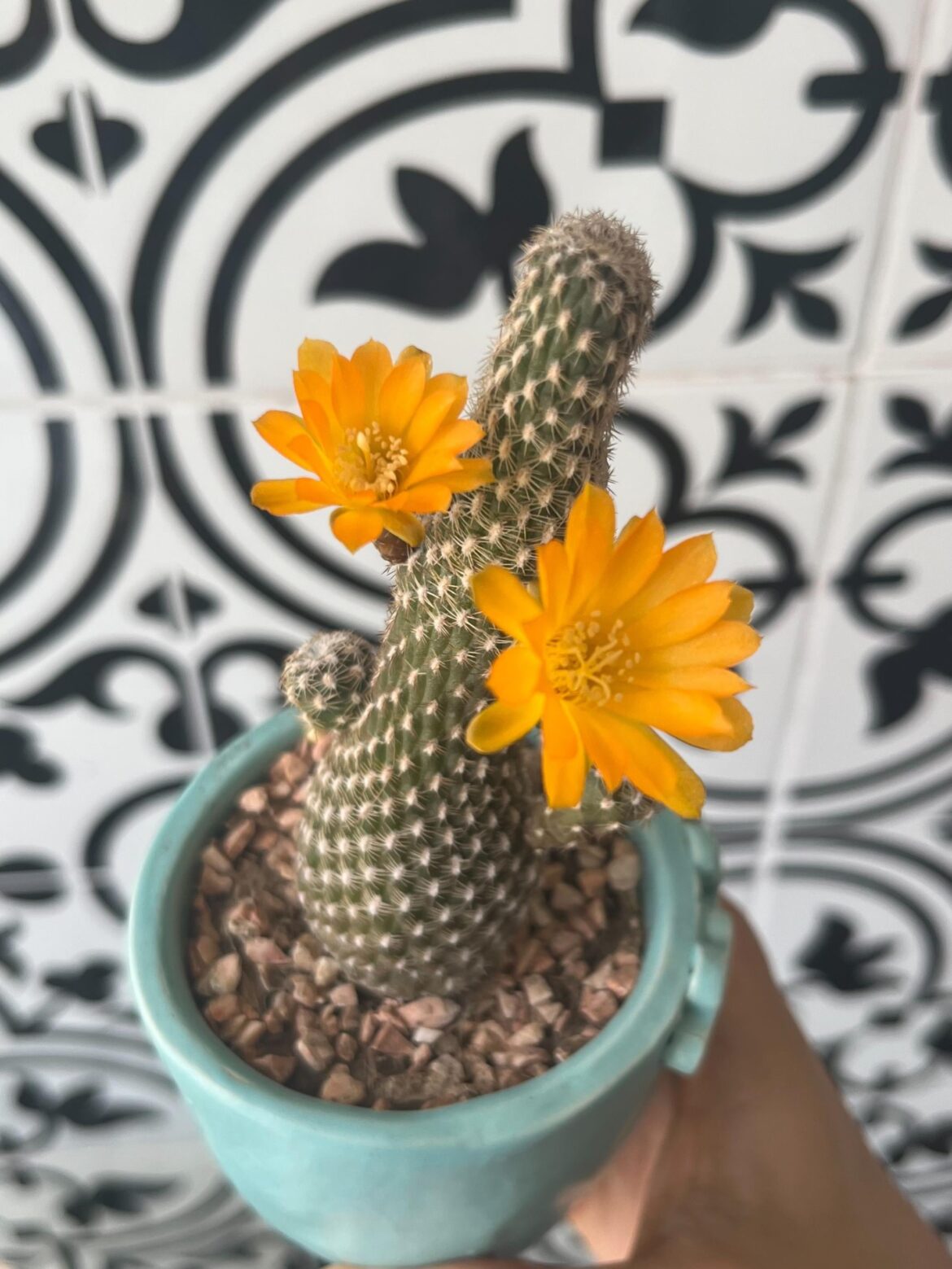 today i found my cactus with the flowers and I wonder how often they make flowers, so nice surprise
