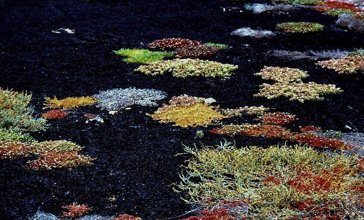 SCLERANTUS UNIFLORUS. [OC]