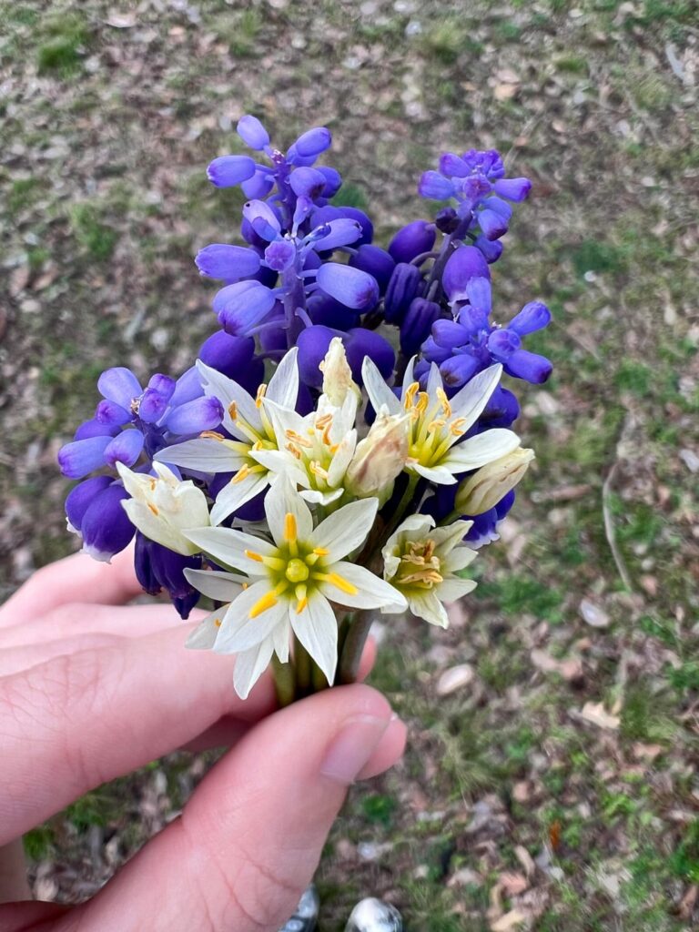 Does anyone know what these purple and white ones are?