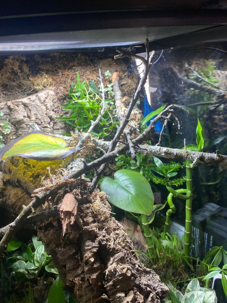 added branches. does my milk frog setup need anything else?
