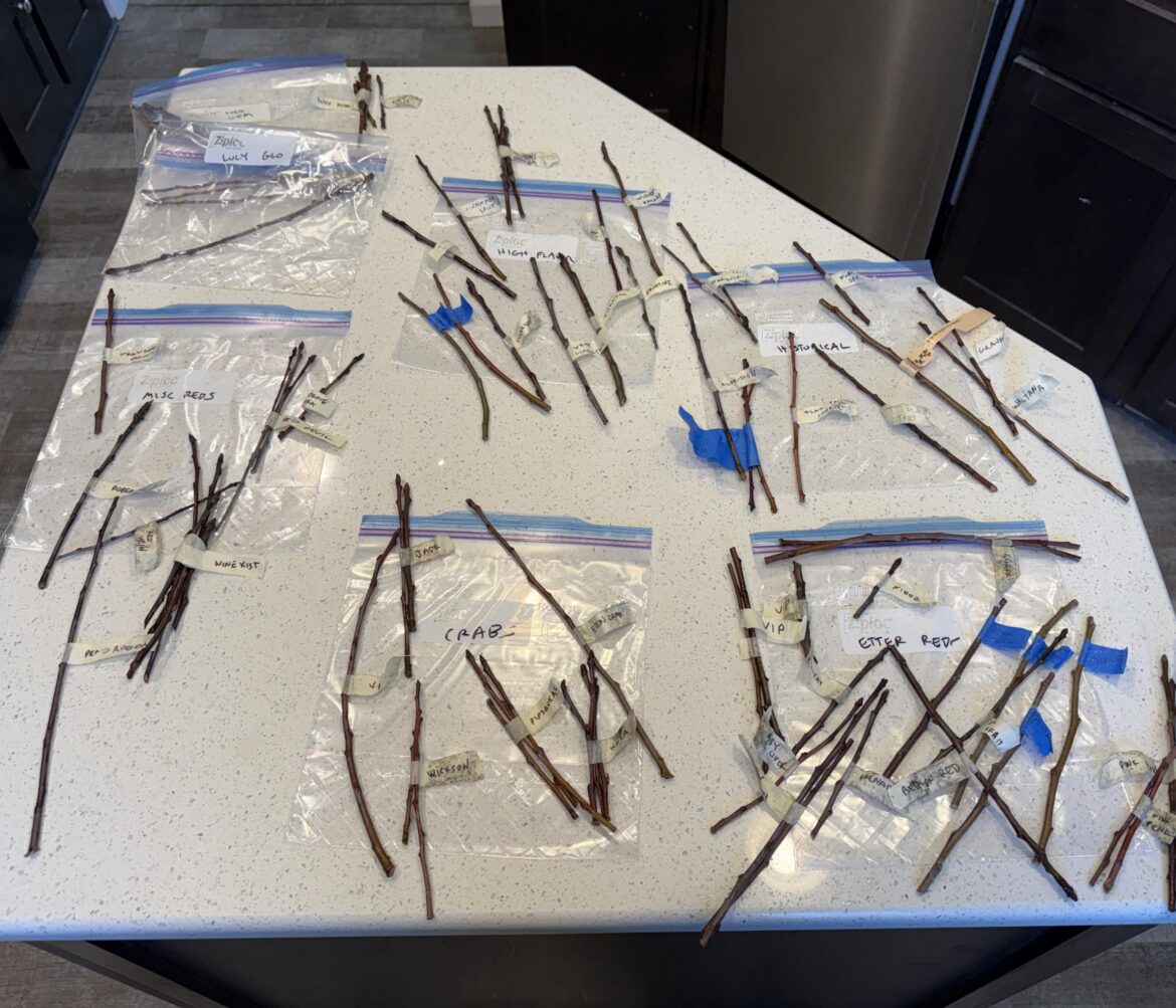 It’s grafting season! Time to clone an absurd number of apples