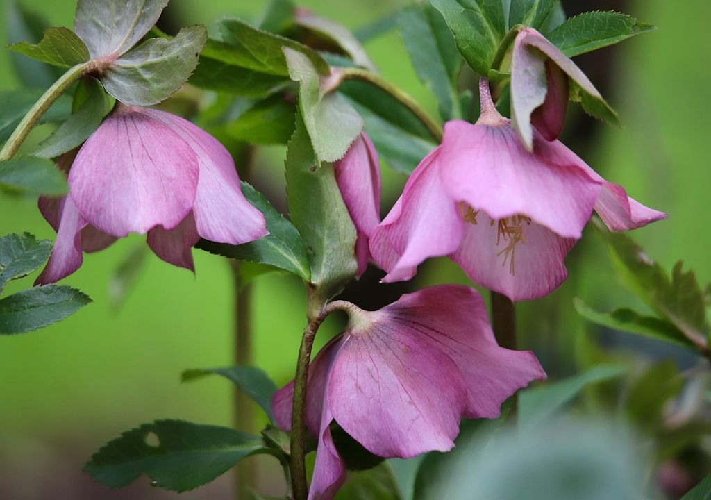 Helleborus, also known as the Christmas or Lenten rose, produces elegant blooms from late winter into spring, with evergreen foliage that adds year-round structure to the garden.