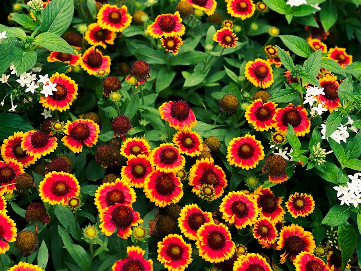 Credit: Getty Images