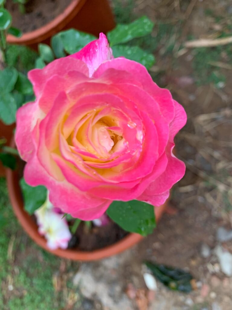 Roses old and new