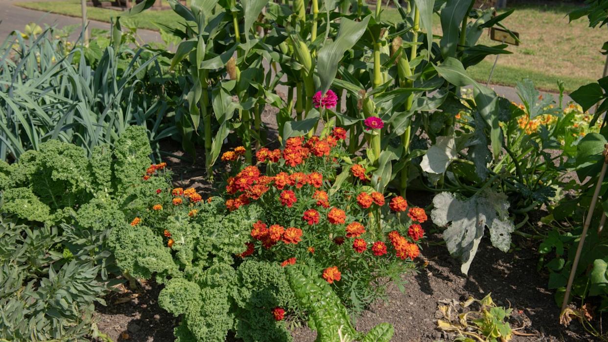 Companion Planting with Bright Orange Marigold Flowers and Home Grown Organic Vegetables Growing on an Allotment in a Vegetable Garden in Rural Devon, England, UK