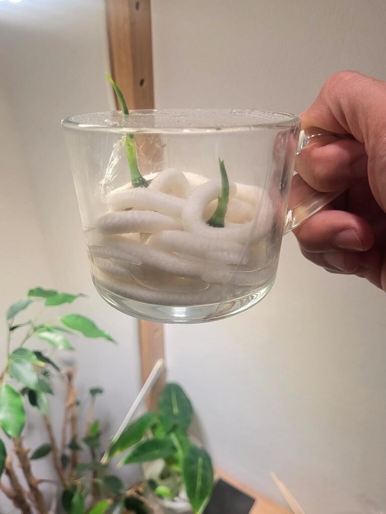 My new favorite prop medium