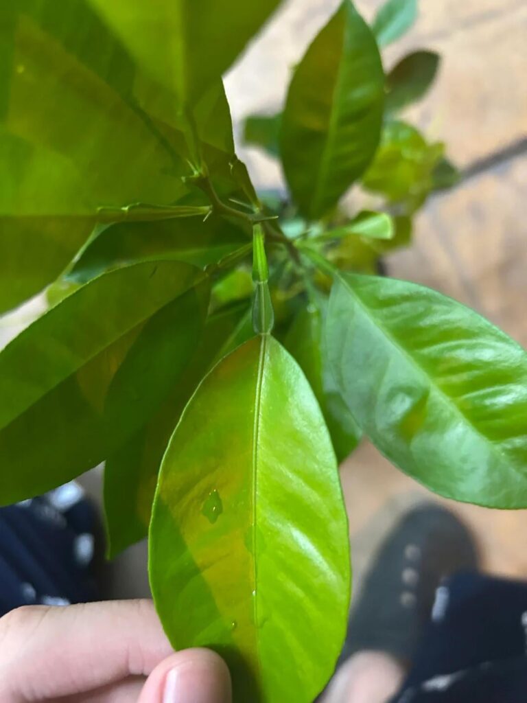Double petiole on calamansi? Double petiole on calamansi?
