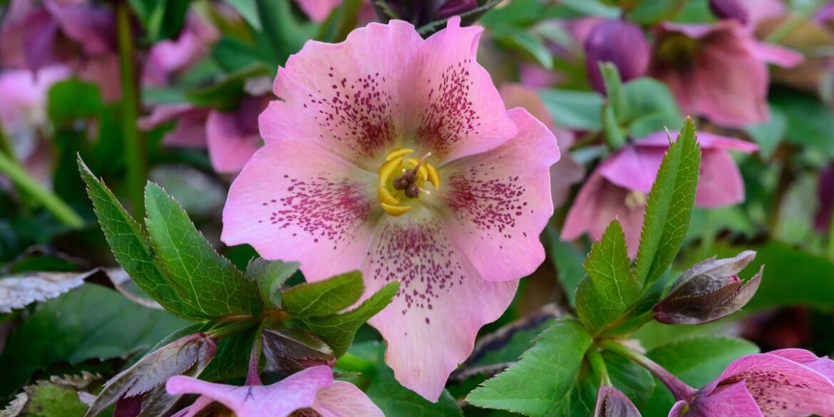 12 Best Spring-Blooming Perennials That Return Every Year