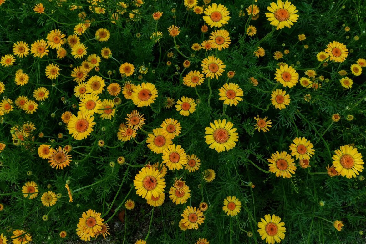A dense cluster of yellow and orange daisy-like flowers with green foliage filling the frame.
