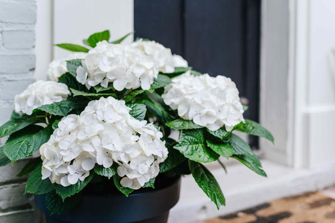 10 Flower Trends That Will Be in Full Bloom in 2026, Gardeners Say