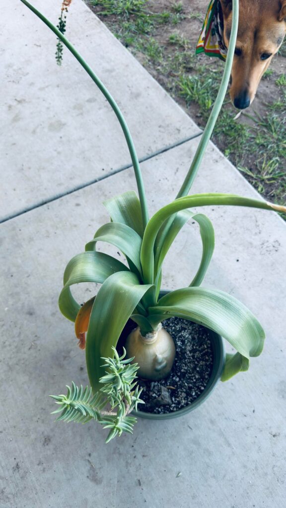 TIL this is called the Pregant Onion plant