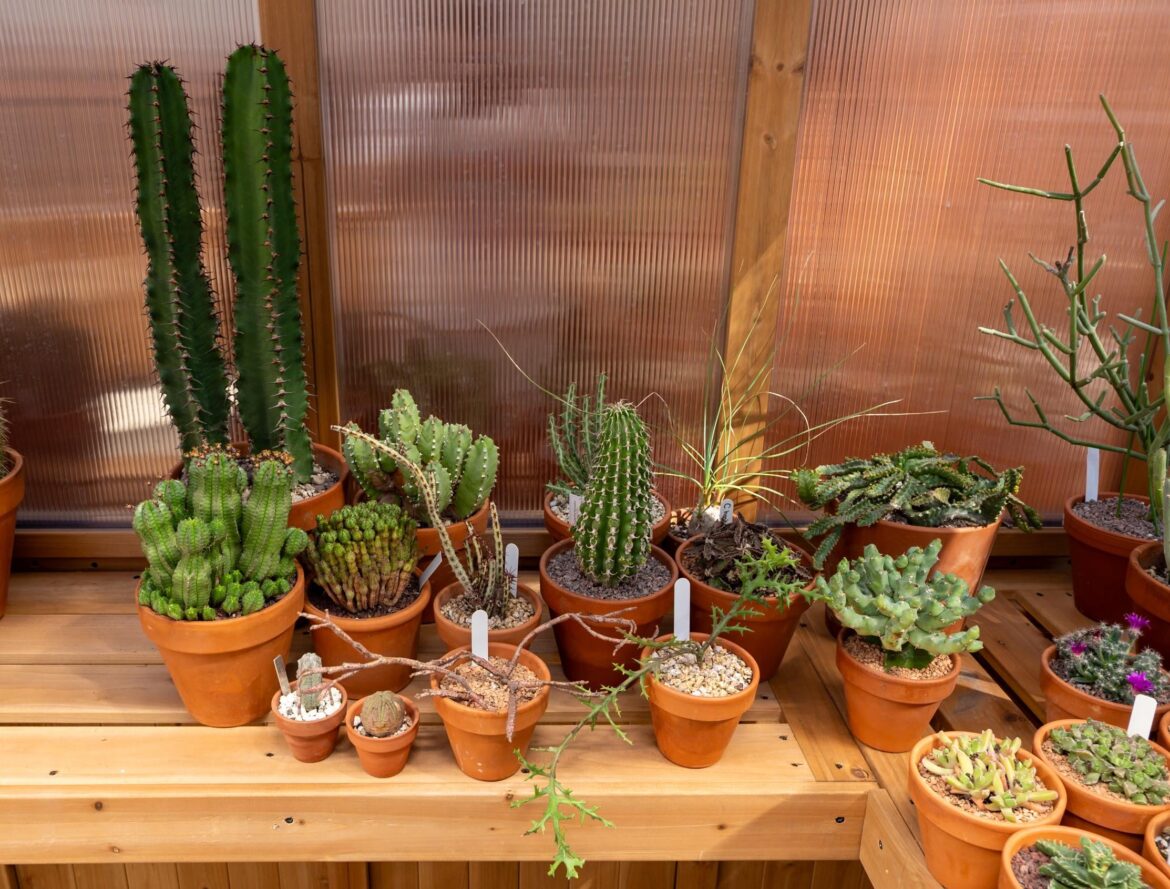 Euphorbia corner