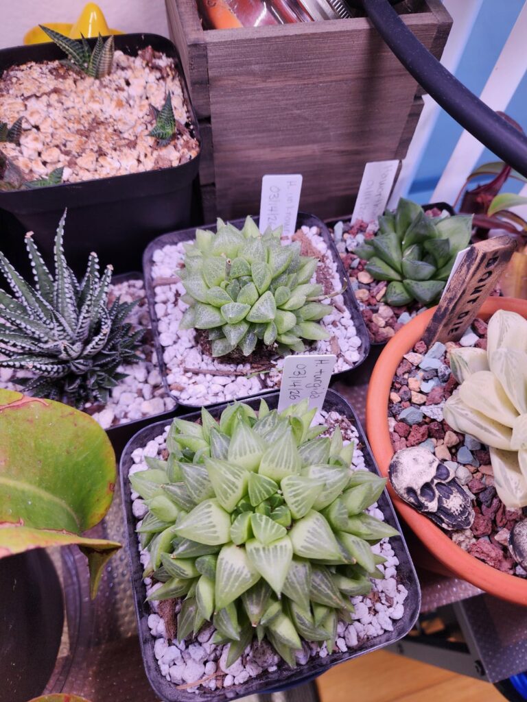 Help with ID