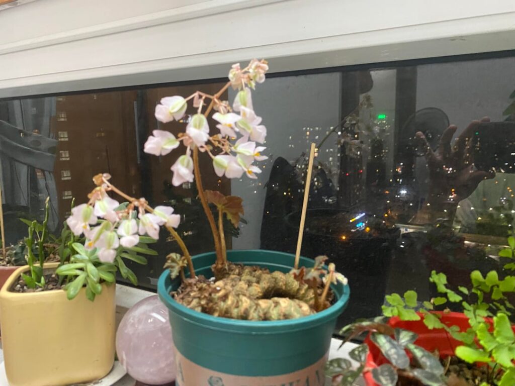 I have achieved something with my first owned begonia
