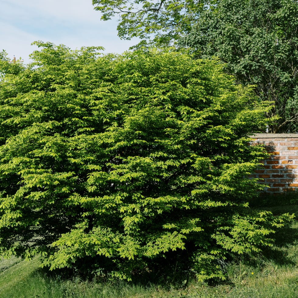 how to prune overgrown shrub
