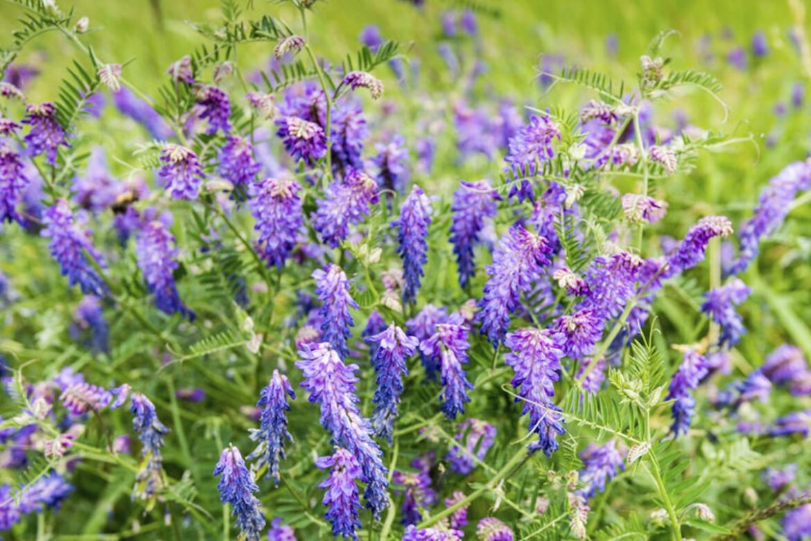 University of Illinois Extension hosts garden planning workshop April 17 – Shaw Local