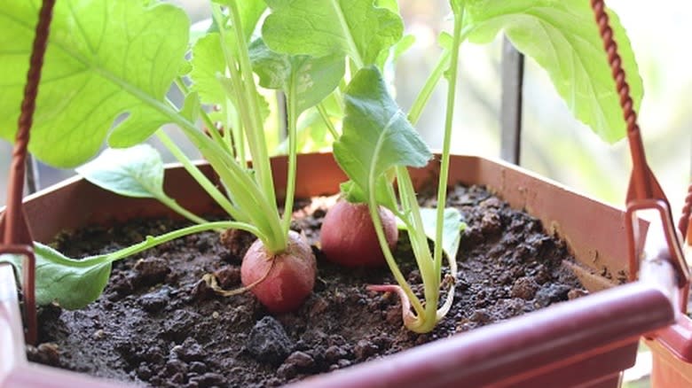 red radishes growing in container