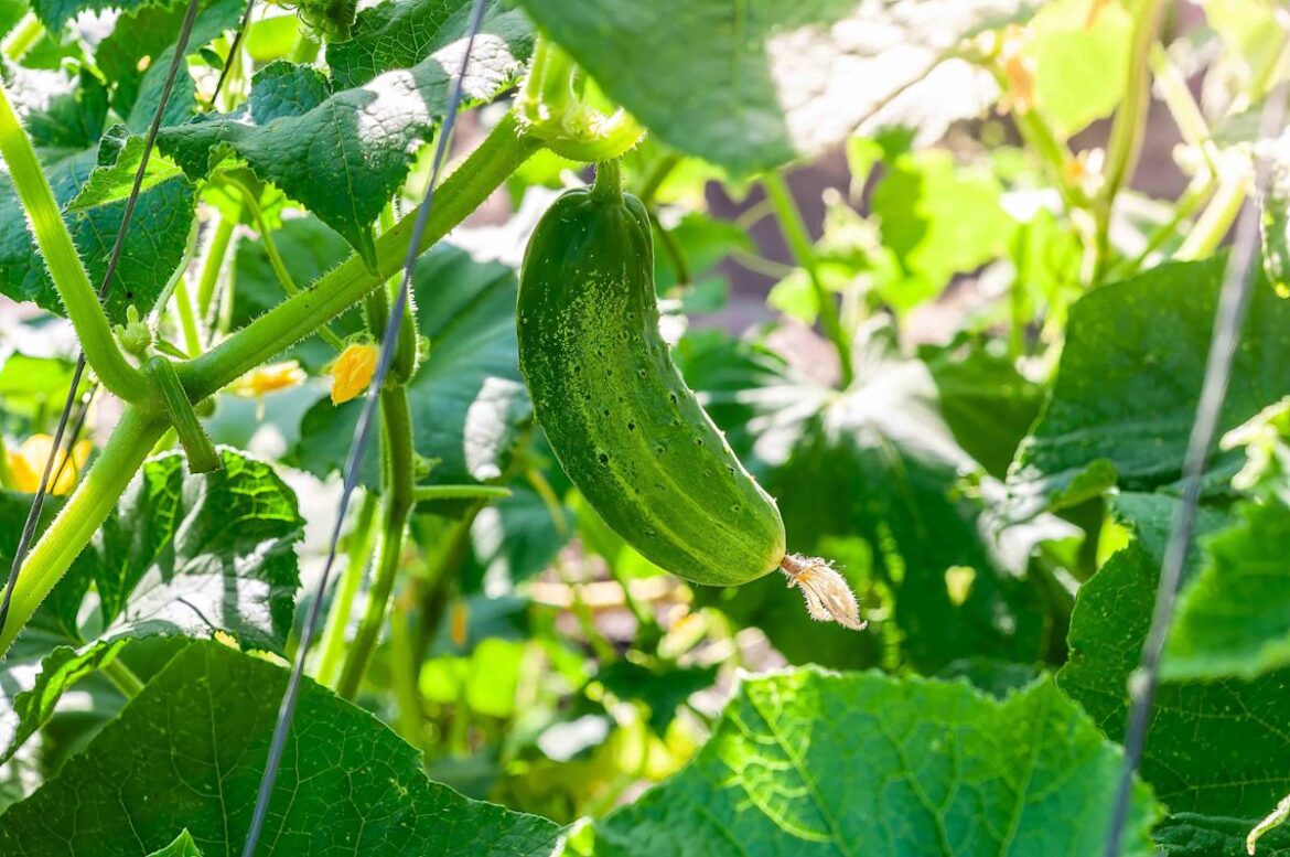 The Best Time To Plant Cucumbers For A Thriving Garden Harvest The Best Time To Plant Cucumbers For A Thriving Garden Harvest