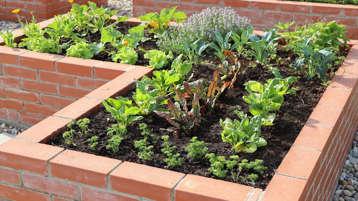 A modern vegetable garden with raised briks beds . .Raised beds gardening in an urban garden growing plants, herbs, spices, berries and vegetables zucchini .