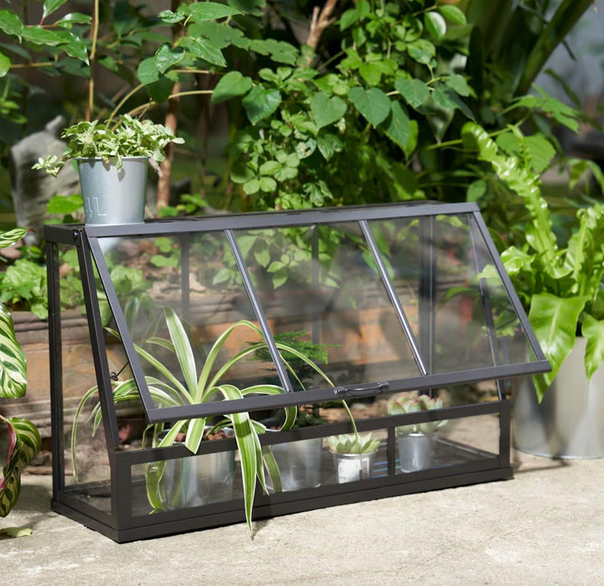 How to Start Greenhouse Gardening