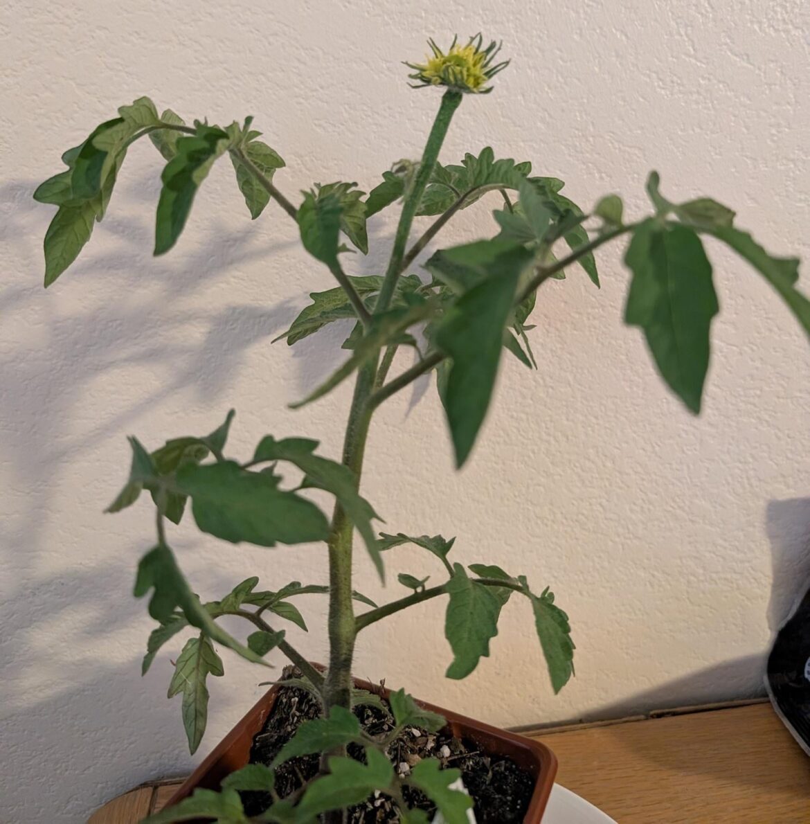 Black Sea Man should have potato leaves and should not terminate in a double blossom Black Sea Man should have potato leaves and should not terminate in a double blossom