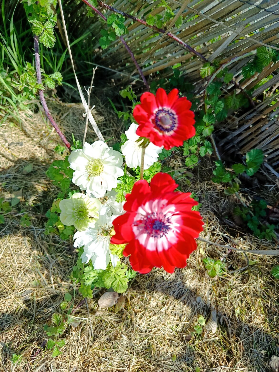 Le printemps